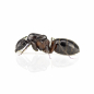 Preview: Camponotus ligniperdus (Braunschwarze Rossameise)